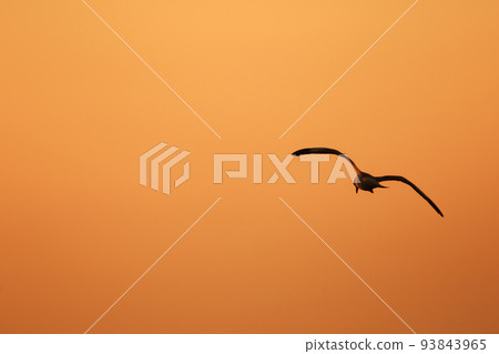 Silhouette of seagulls flying in the sky with orange sunset light. 93843965