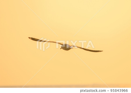 Silhouette of seagulls flying in the sky with orange sunset light. Silhouette of seagulls flying in the sky with orange sunset light. 93843966