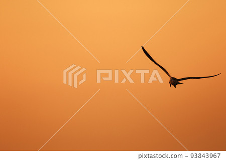 Silhouette of seagulls flying in the sky with orange sunset light. Silhouette of seagulls flying in the sky with orange sunset light. 93843967