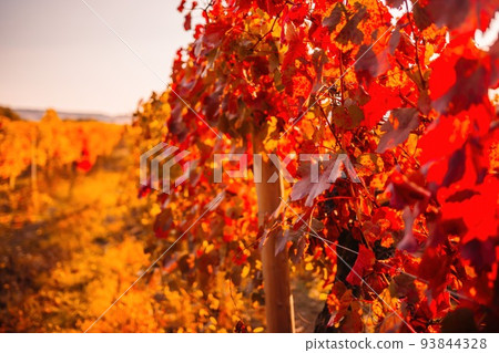 Bright autumn red orange yellow grapevine leaves at vineyard in warm sunset sunlight. Beautiful clusters of ripening grapes. Winemaking and organic fruit gardening. Close up. Selective focus. 93844328