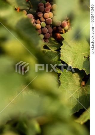 Blue grapes and leaves. Agriculture, agronomy, industry Blue grapes and leaves. Agriculture, agronomy, industry 93844349