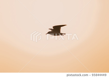 Silhouette of seagulls flying in the sky with orange sunset light. 93844449