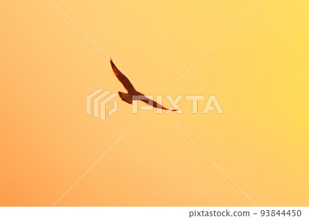 Silhouette of seagulls flying in the sky with orange sunset light. Silhouette of seagulls flying in the sky with orange sunset light. 93844450