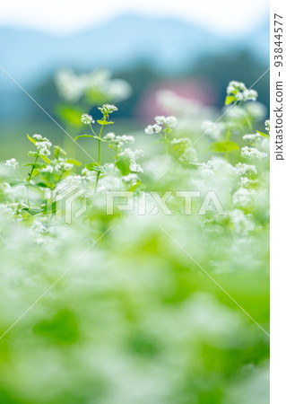 蕎麥花（日前高原） 93844577