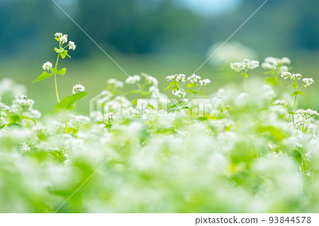 Soba flowers (Hiruzen Plateau) 93844578