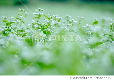 蕎麥花（日前高原） 93844579