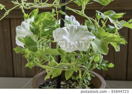 改變牽牛花649 93844723