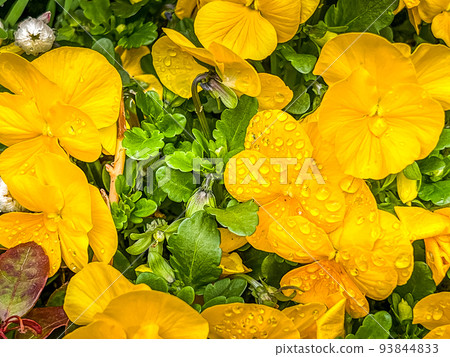 雨後的黃色三色堇花 雨後的黃色三色堇花 93844833
