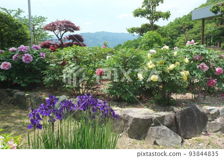 三言寺庭園中盛開的德島鳶尾花 三言寺庭園中盛開的德島鳶尾花 93844835