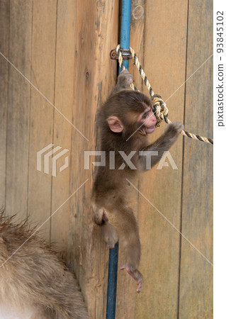 日本獼猴的孩子們在京都的嵐山猴園玩耍 93845102