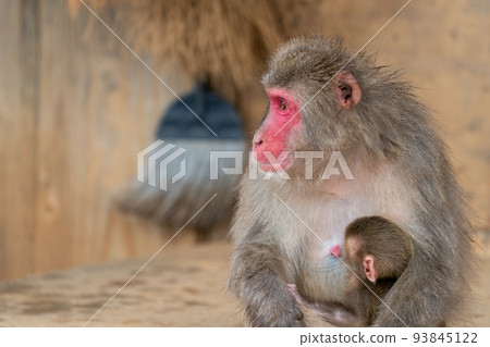 Family of Japanese macaques at Arashiyama Monkey Park in Kyoto Family of Japanese macaques at Arashiyama Monkey Park in Kyoto 93845122