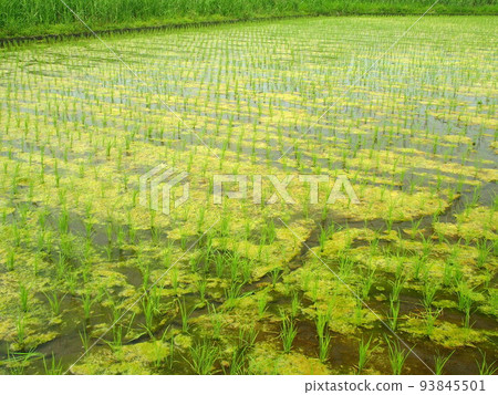 Ueda landscape with algae 93845501