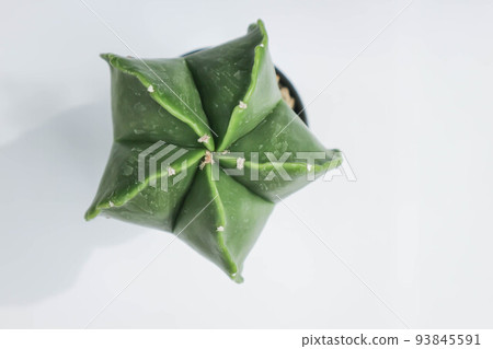 Astrophytum myriostigma, astrophytum myriostigma nudum or astrophytum myriostigma var nudum or cactus Astrophytum myriostigma, astrophytum myriostigma nudum or astrophytum myriostigma var nudum or cactus 93845591