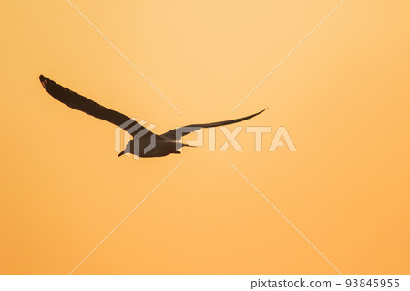 Silhouette of seagulls flying in the sky with orange sunset light. Silhouette of seagulls flying in the sky with orange sunset light. 93845955