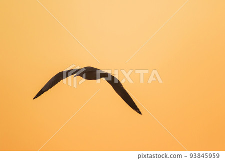 Silhouette of seagulls flying in the sky with orange sunset light. 93845959