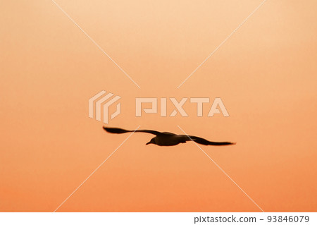 Silhouette of seagulls flying in the sky with orange sunset light. 93846079