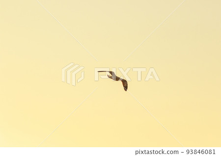 Silhouette of seagulls flying in the sky with orange sunset light. 93846081