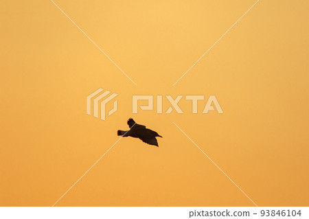 Silhouette of seagulls flying in the sky with orange sunset light. 93846104