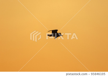 Silhouette of seagulls flying in the sky with orange sunset light. 93846105