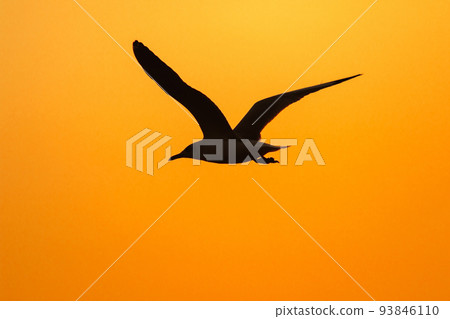 Silhouette of seagulls flying in the sky with orange sunset light. 93846110
