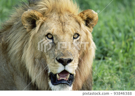 Close-up of an African lion, Namibia, Africa 93846388