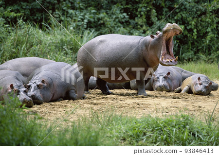 hippopotamuses hippopotamuses 93846413