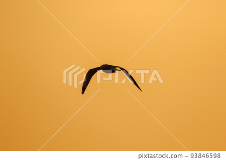 Silhouette of seagulls flying in the sky with orange sunset light. 93846598