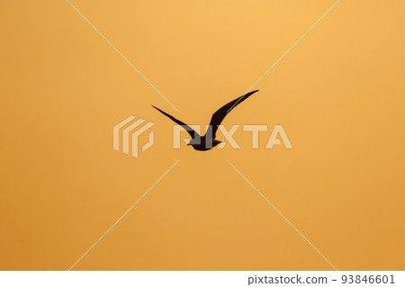 Silhouette of seagulls flying in the sky with orange sunset light. Silhouette of seagulls flying in the sky with orange sunset light. 93846601