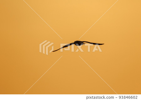 Silhouette of seagulls flying in the sky with orange sunset light. Silhouette of seagulls flying in the sky with orange sunset light. 93846602