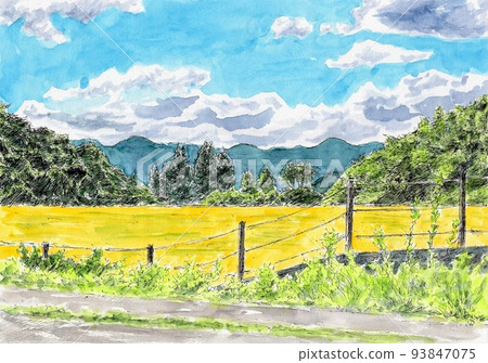 Golden ears of rice 93847075