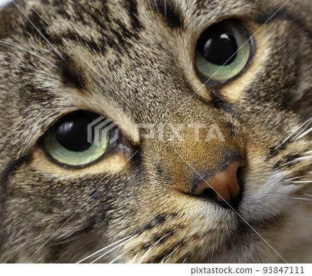 green-eyed cat green-eyed cat 93847111