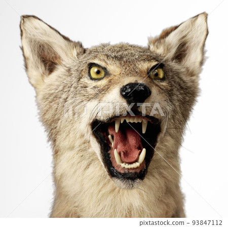 Arctic Wolf isolated Arctic Wolf isolated 93847112