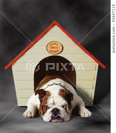 Dogue de Bordeaux puppy Dogue de Bordeaux puppy 93847119