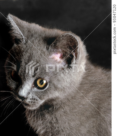 Chartreux cat Chartreux cat 93847120