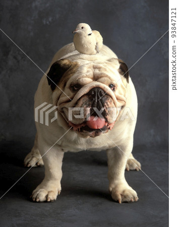 bulldog bulldog 93847121
