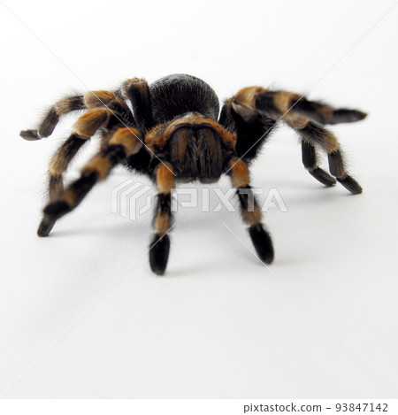 Tarantula spider Tarantula spider 93847142