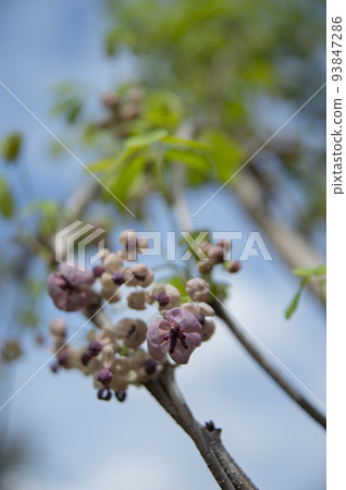 Akebi flower 93847286