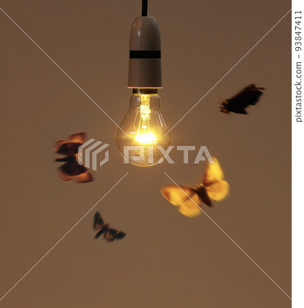 Bulb with moth Bulb with moth 93847411