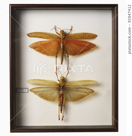 dragonflies dragonflies 93847412