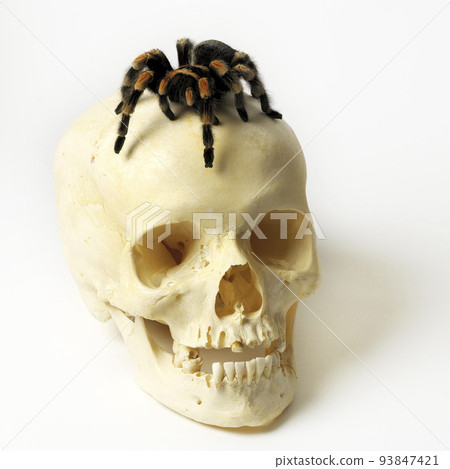 Skull and Tarantula Isolated On white 93847421