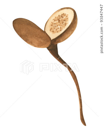 Floral. Watercolor illustration. 93847447