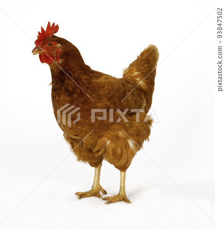 Chicken is standing and looking 93847502