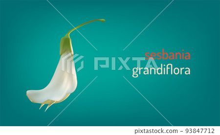 realistic white vegetable humming bird sesban agasta (sesbania grandiflora flower). vector illustration eps10 93847712