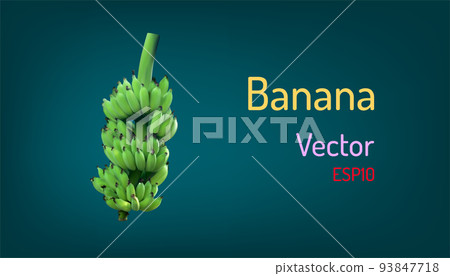 realistic banana fruit and branch elements. vector illustration eps10 realistic banana fruit and branch elements. vector illustration eps10 93847718