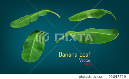 realistic banana leaf and texture of light and shadow. vector illustration eps10 realistic banana leaf and texture of light and shadow. vector illustration eps10 93847719