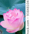 Lotus flower  93848104
