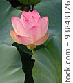 Lotus flower  93848126