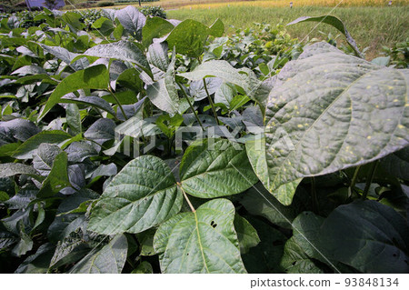 Tambaguro(黑豆)葉子,九月初,廣角鏡頭 Tambaguro(黑豆)葉子,九月初,廣角鏡頭 93848134