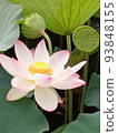 Lotus flower  93848155