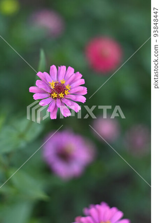 （花山水）粉色百日草 93848447